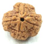 Super Collector 4 Mukhi Rudraksha
