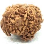 10 Mukhi Ganesha Rudraksha - Nepal