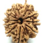 Collector 10 Mukhi Ganesha Rudraksha - Nepal