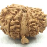 Collector 10 Mukhi Ganesha Rudraksha - Nepal