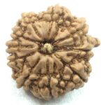 10 Mukhi Ganesha Rudraksha - Nepal
