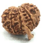 Collector 10 Mukhi Ganesha Rudraksha - Nepal