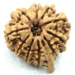 Collector 10 Mukhi Ganesha Rudraksha - Nepal