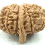 Collector 10 Mukhi Ganesha Rudraksha - Nepal