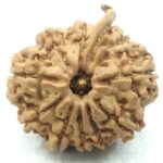 Collector 10 Mukhi Ganesha Rudraksha - Nepal