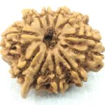 Collector 10 Mukhi Ganesha Rudraksha - Nepal