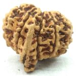 Super Collector 10 Mukhi Ganesha Rudraksha - Nepal