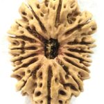Super Collector 15 Mukhi Rudraksha - Nepal