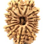 Super Collector 15 Mukhi Rudraksha - Nepal
