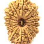 Super Collector 16 Mukhi Rudraksha - Nepal