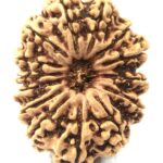Super Collector Size 14 Mukhi Rudraksha - Nepal