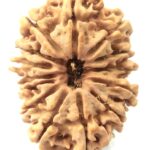 Super Collector Size 14 Mukhi Rudraksha - Nepal