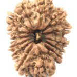 Collector 14 Mukhi Rudraksha - Nepal
