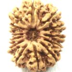 Collector 14 Mukhi Rudraksha - Nepal