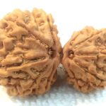 Collector Garbh Gauri Rudraksha - 10 Mukhi