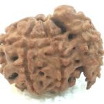 1 Mukhi Savar Rudraksha / Naag Savar Rudraksh