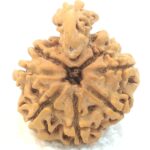 1 Mukhi Savar Rudraksha / Naag Savar Rudraksh