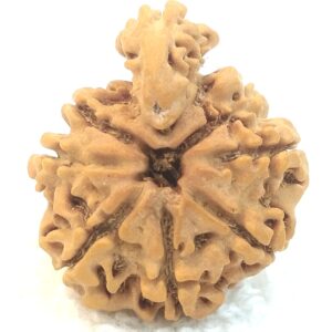 1 Mukhi Savar Rudraksha / Naag Savar Rudraksh