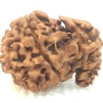 1 Mukhi Savar Rudraksha / Naag Savar Rudraksh