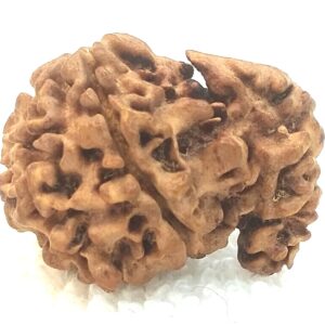 1 Mukhi Savar Rudraksha / Naag Savar Rudraksh