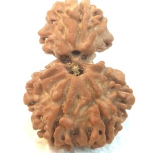 Collector 1 Mukhi Savar Rudraksha / Collector Naag Savar Rudraksh