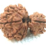 Collector 1 Mukhi Savar Rudraksha / Collector Naag Savar Rudraksh