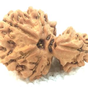 Collector 1 Mukhi Savar Rudraksha / Collector Naag Savar Rudraksh