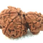 Collector 1 Mukhi Savar Rudraksha / Collector Naag Savar Rudraksh