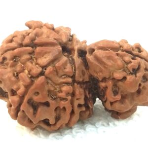 Collector 1 Mukhi Savar Rudraksha / Collector Naag Savar Rudraksh