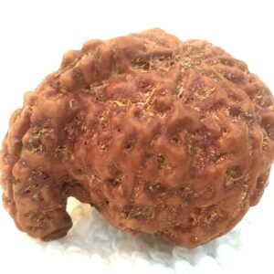 Collector 1 Mukhi Savar Rudraksha / Collector Naag Savar Rudraksh