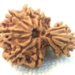 Super Collector Garbh Gauri Rudraksha - 12 Mukhi