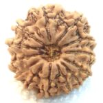 13 Mukhi Rudraksha - Nepal