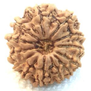 13 Mukhi Rudraksha - Nepal