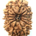 Collector 13 Mukhi Rudraksha - Nepal