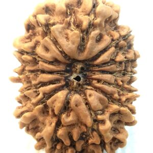 Collector 13 Mukhi Rudraksha - Nepal