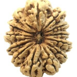 Collector 13 Mukhi Rudraksha - 28.43 mm - Nepal