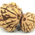 Collector Garbh Gauri Rudraksha