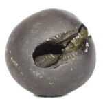 Hrishikesha Shaligram