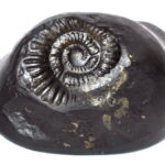 Adwaitya Chakradhari Mahavishnu Laxmi Dhanvantari Shaligram