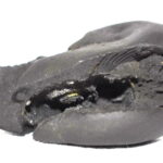 Shimshumara Shaligram