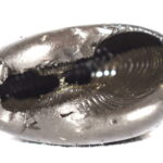 Tarkshya Shaligram / Garuda Murti Shaligram