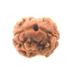 2 Mukhi Rudraksha - Nepal