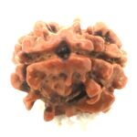 2 Mukhi Rudraksha - Nepal