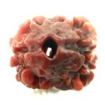 Collector 2 Mukhi Rudraksha - Nepal