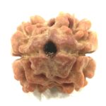 Collector 2 Mukhi Rudraksha - Nepal