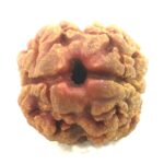 Collector 2 Mukhi Rudraksha - Nepal