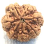 Collector 7 Mukhi Rudraksha Nepal
