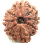 8 Mukhi Rudraksha - Nepal