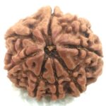 8 Mukhi Rudraksha - Nepal