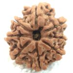 8 Mukhi Rudraksha - Nepal